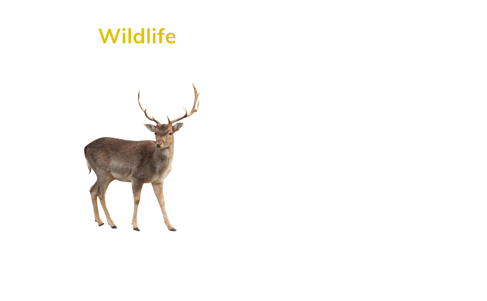 Wildlife