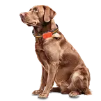 Pet Tracking Software